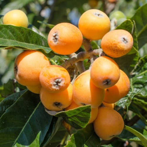 Plante fruitière nespolo - fruitiÈre,
