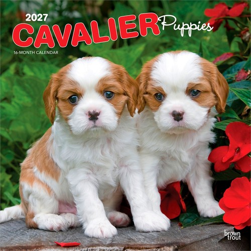 Cavalier king charles spaniel - cavalier,