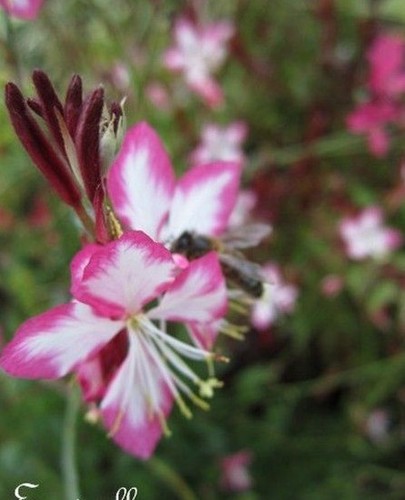 Gaura lindheimeri purple - ♫, 'purple