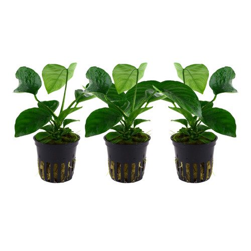 Aquarium plante pièce - plante,