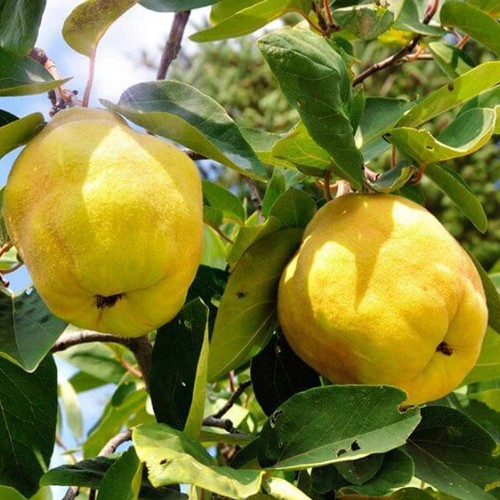 Plante fruitière mais - fruitiÈre, cotogno