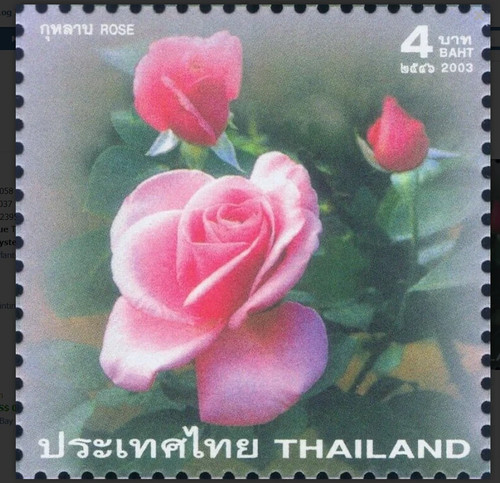 Thailand 2003 roses - thailand,
