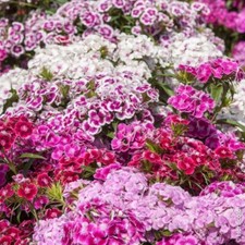 Lot De 50 Graines De Poète