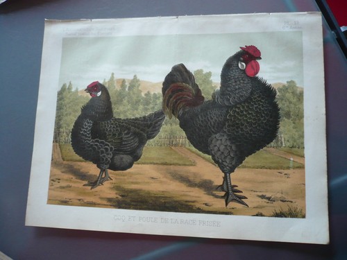Gravure 1883 coq - gravure,
