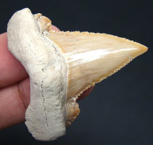 High quality paleocarcharodon - high,