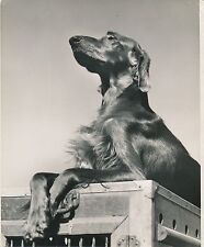 IRISH SETTER c. 1950 - Large Format Dog - CH 54