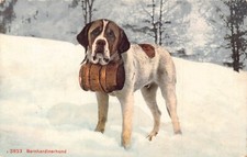 Animals Saint Bernard Dog caring Barrel in Snow vintage postcard