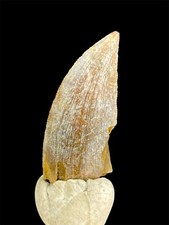 1.18'' / 3,7 cm NICE