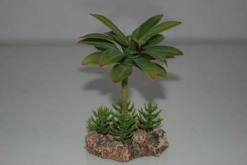 Vivarium désert plante - désert, avec