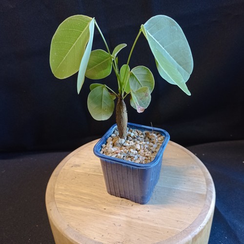 Senna nova caudex - senna, 'nova'