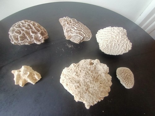 Lot coraux ancien - coraux,