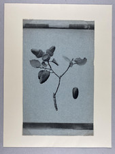 DE GAYFFIER, Herbier Forestier