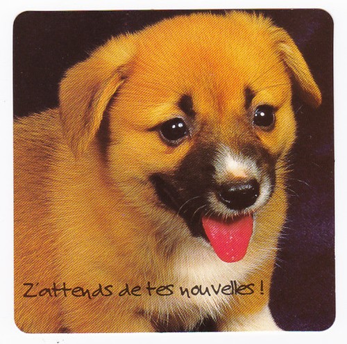 Chien chiot chiens - chiens,