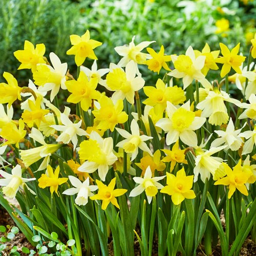 Bulbes jonquilles rustique - de,