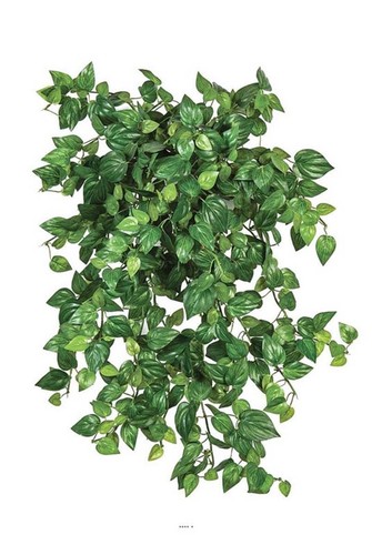 Mini chute philodendron - mini, de
