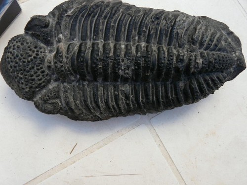 Gros trilobite phacops - , fossile