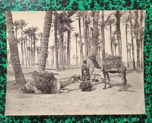 Photo egypte chameau palmier - egypte,