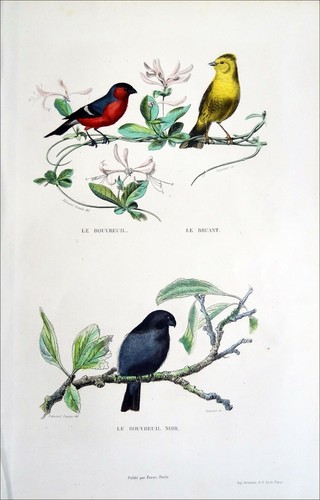 Oiseaux bruant bouvreuil - oiseaux:,