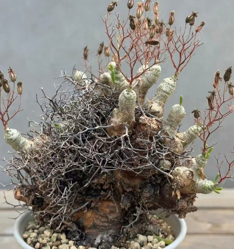 Sale rare cacti - cacti, plant