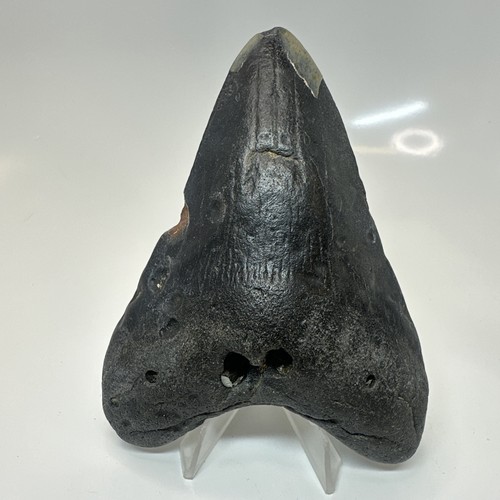Megalodon shark tooth - shark,
