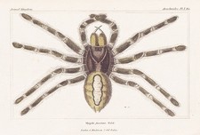 Mygale Araignées Lithographie