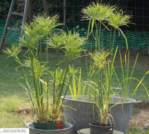 Plant papyrus cyperus - plant,