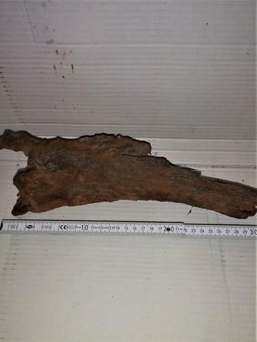Racine tourbiere bogwood - de,