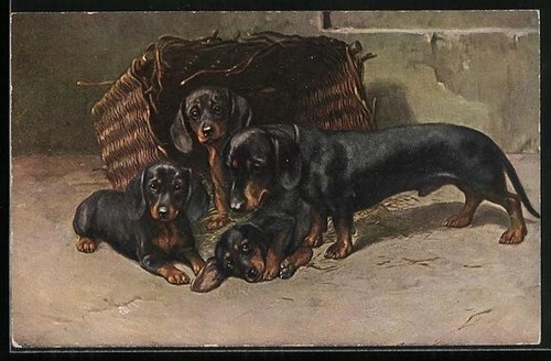 Carte postale teckel - , avec