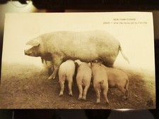 ancienne carte postale CPA truie avec ses petits