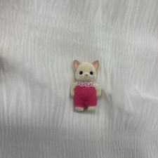 Chihuahua Baby Standing