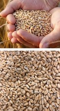 Grains Nourriture Poules +