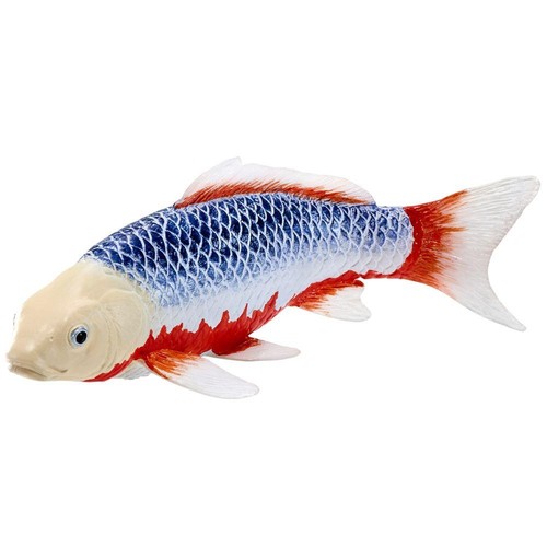 Koi carp asagi bleu - carp,