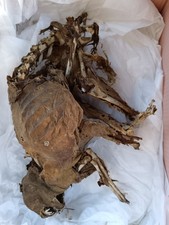 chat momifié taxidermie