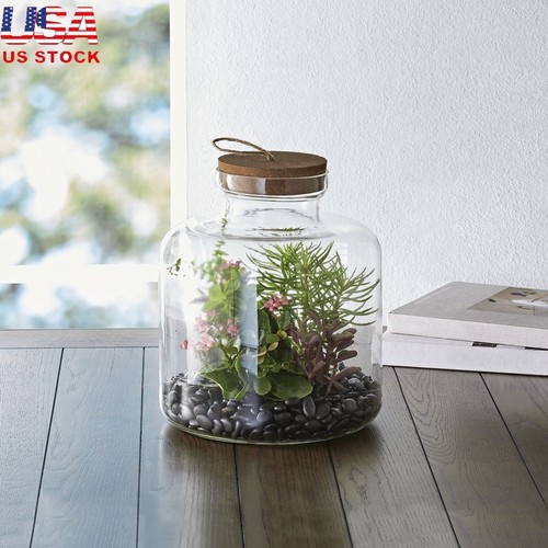 Medium glass terrarium - glass,