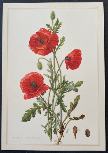 Botanique coquelicot gravure - botanique,