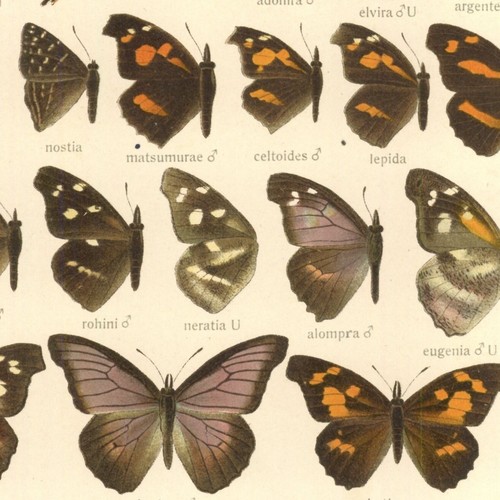 Adalbert seitz papillon - adalbert, taxila
