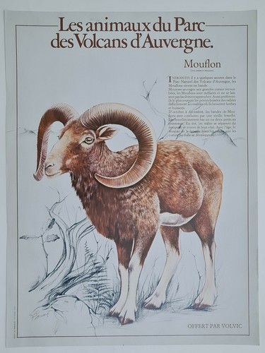 Mouflon bowoust 1960 - bowoust,