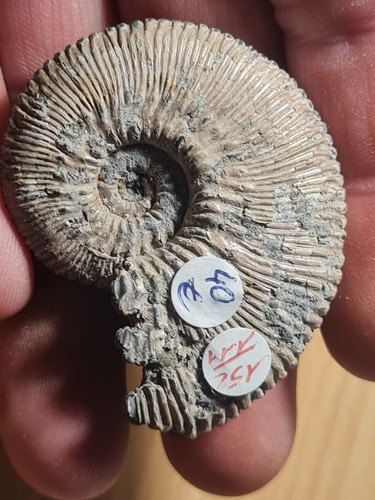 Ammonite kosmoceras russie - kosmoceras,