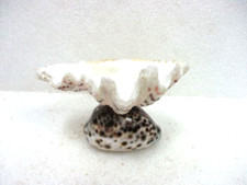 "Shell, Blessing Box" (handcrafted)