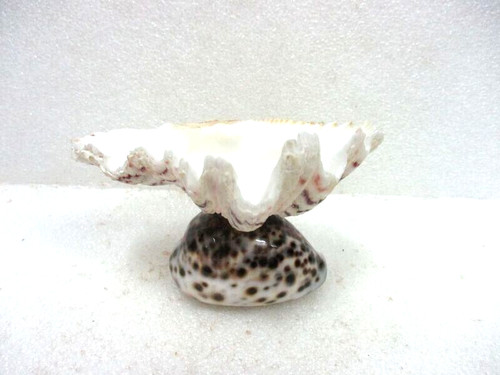 Coquillage bénitier - coquillage,, "