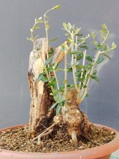 Bonsaï olivier 31 x 15 cm en
