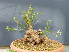Bonsaï olivastro 23 x 19 cm