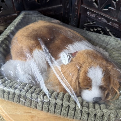 Perfect petzzz cavalier king - perfect,
