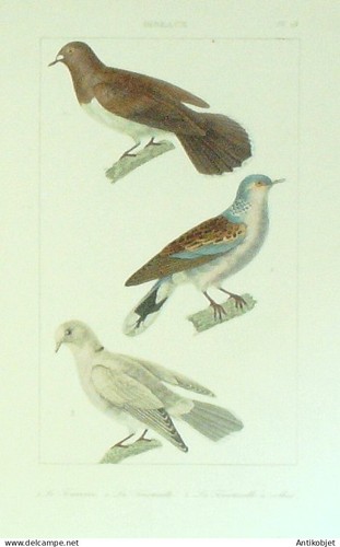 Gravure vauthier buffon - gravure, vauthier-buffon