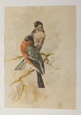 Lithographie XIXe siècle de