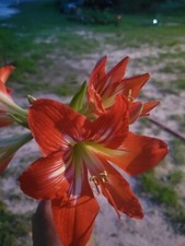 3 Beautiful "Minerva"