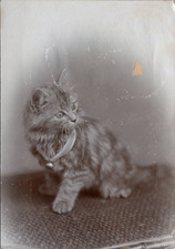 Chaton portant une clochette