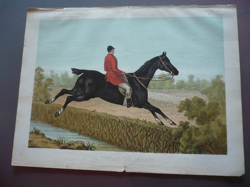Gravure 1883 cheval - gravure,