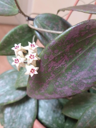 Hoya wibergiae bouture - hoya,