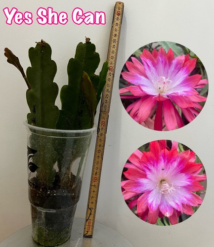 Reserve epiphyllum yes - «,